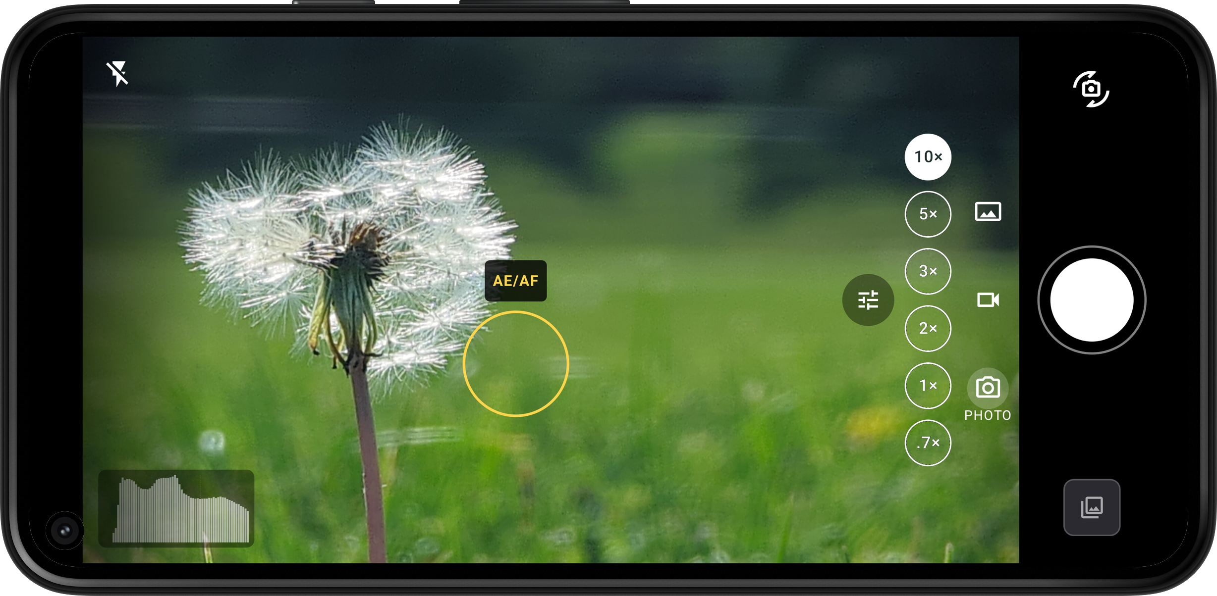 Halation viewfinder framing a backlit dandelion, showing the chip row, mode selector, and shutter.